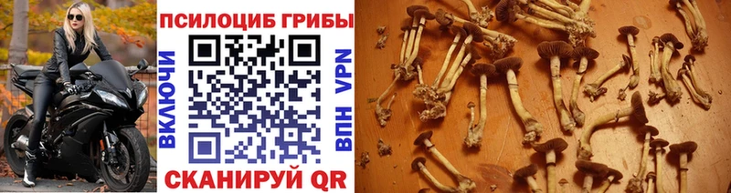 Галлюциногенные грибы ЛСД  что такое наркотик  Новокубанск 