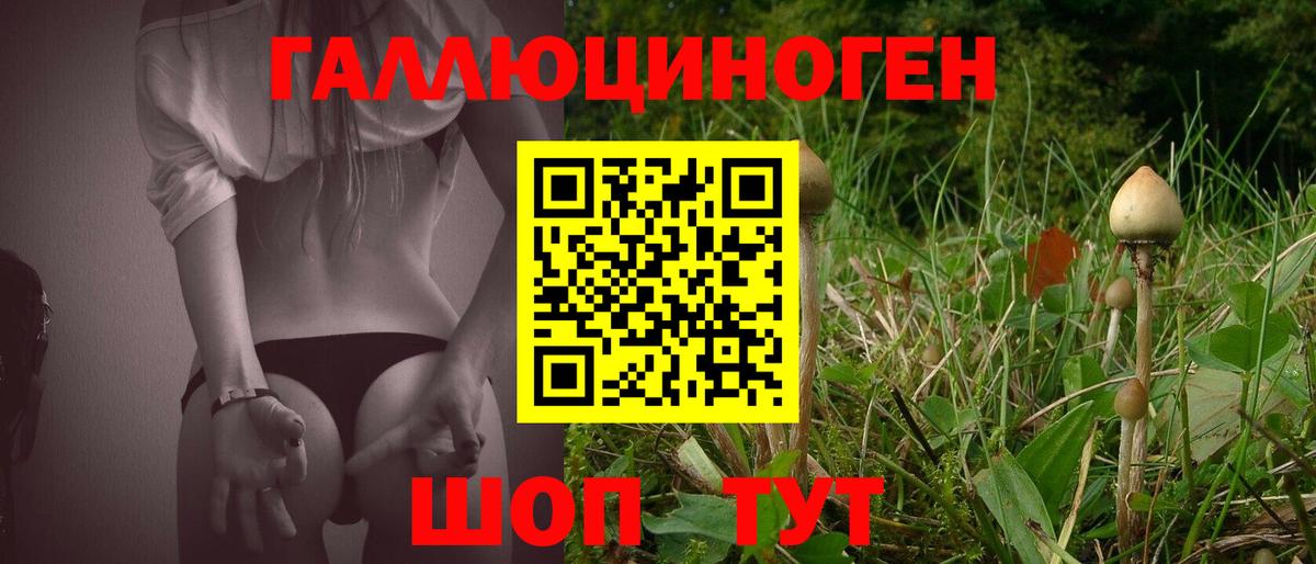 Псилоцибиновые грибы Psilocybe Новокубанск